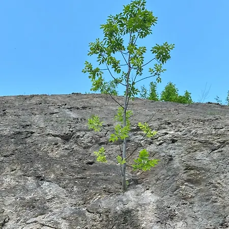 Bujtina Alpine Vanat * Bele