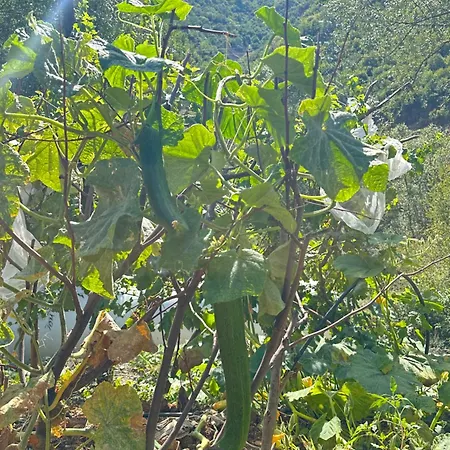 Bujtina Alpine Vanat Hotel Bele